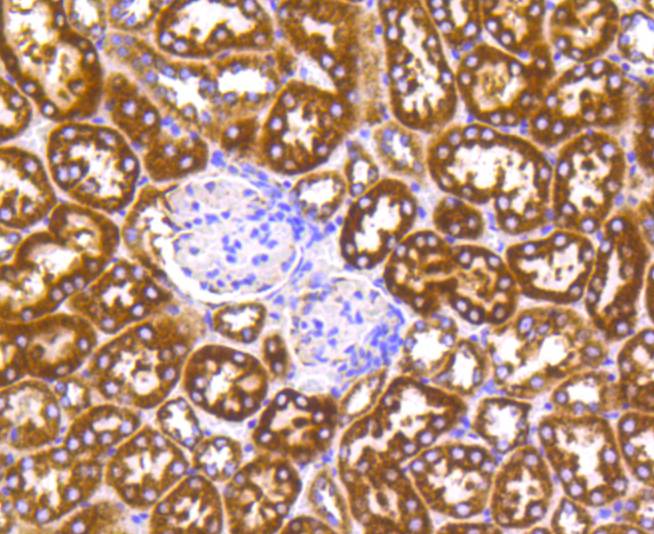 Cytochrome C Rabbit mAb[48927]