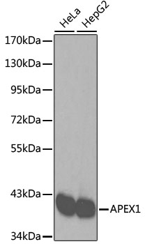 APEX1 Polyclonal Antibody[3042