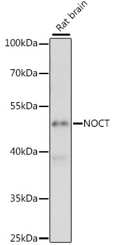NOCT Polyclonal Antibody[29427
