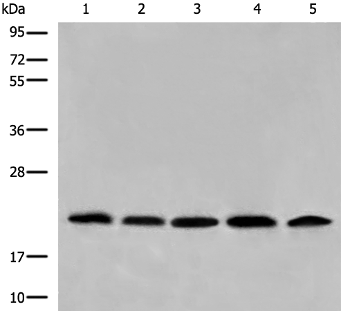 COMMD1 Antibody[46969]