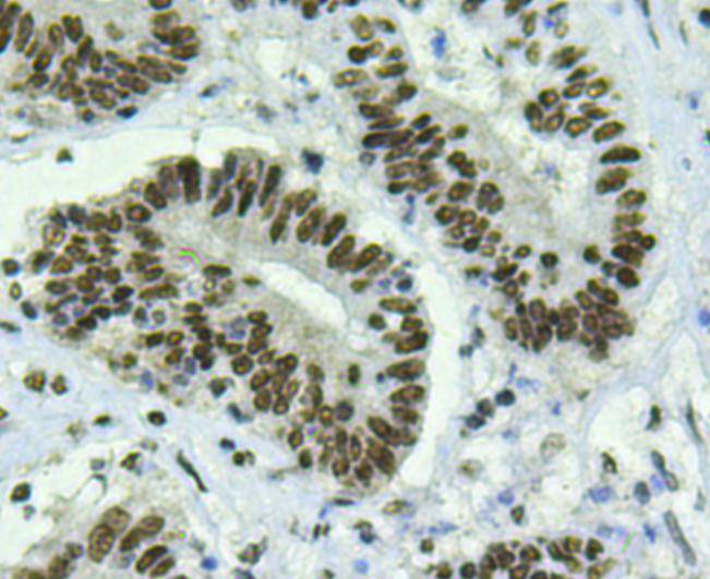 Bmi1 Antibody[48484]