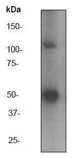 NF-κB p105/p50 Antibody[48268]