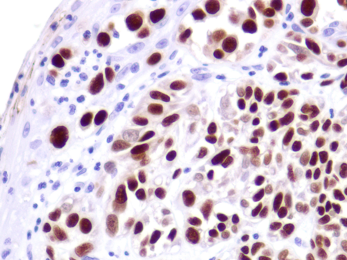 SOX 10 Antibody[P1005]