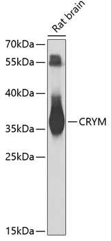 CRYM Polyclonal Antibody[30491