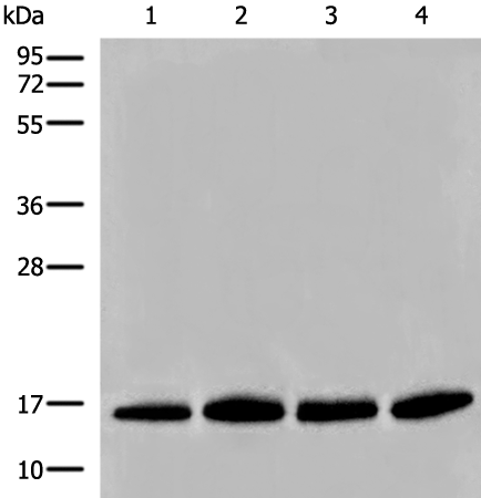HIST1H2BA Antibody[47134]