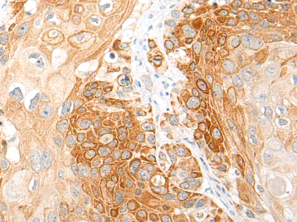 CCL19 Antibody[46942]