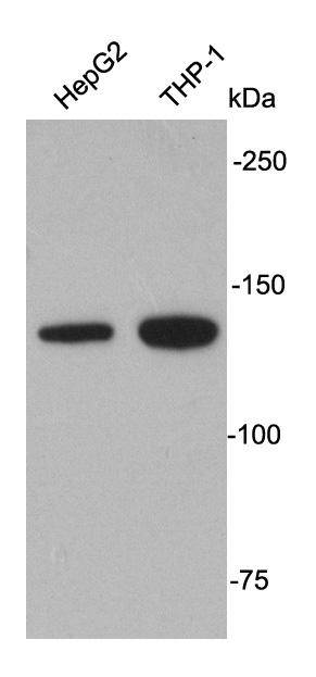 APAF1 Antibody[48182]