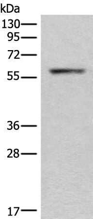 CALCOCO2 Antibody[46391]