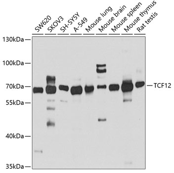 TCF12 Polyclonal Antibody[3052