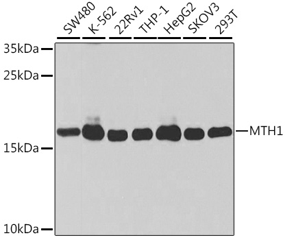 NUDT1 Polyclonal Antibody[2798