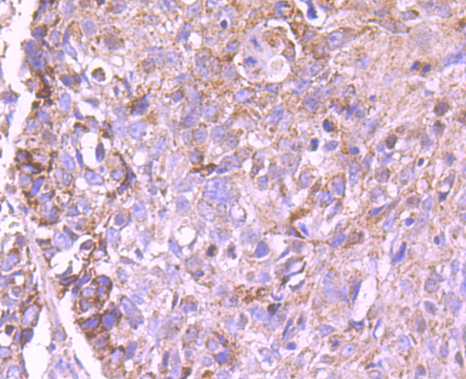 CD274(PD1L1) Antibody[48238]
