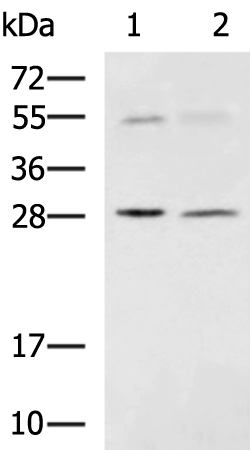 SPSB2 antibody[31893]