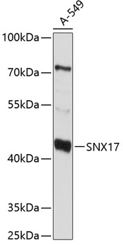 SNX17 Polyclonal Antibody[2735