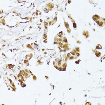 IRF3 Polyclonal Antibody[29049