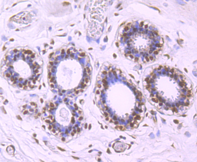 HuR  ELAVL1 Rabbit mAb[49671]