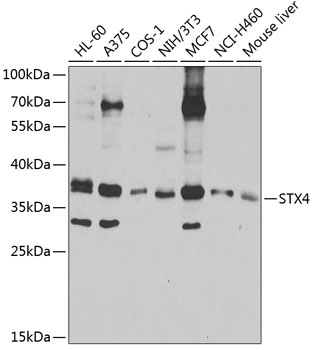 STX4 Polyclonal Antibody[30525