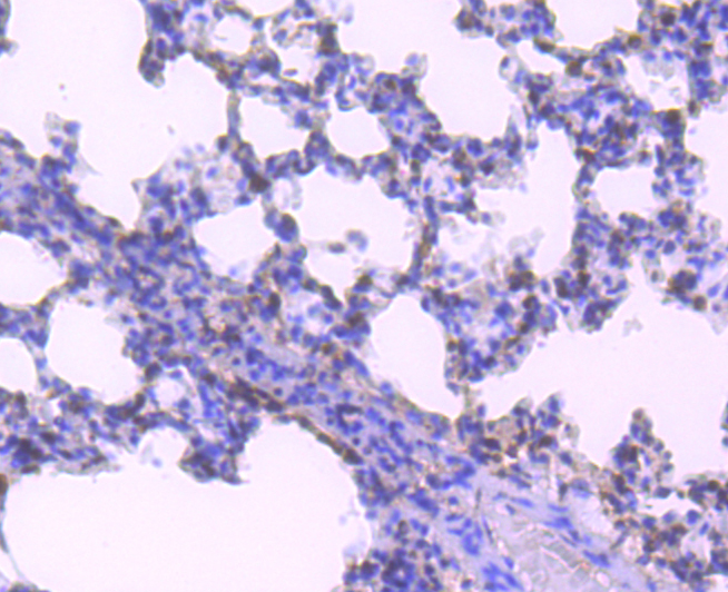 HuR  ELAVL1 Rabbit mAb[49671]