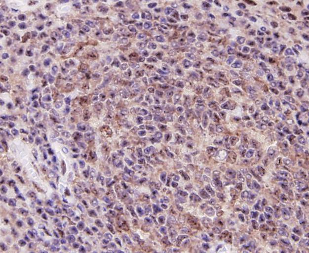 TLR7 Antibody[48561]