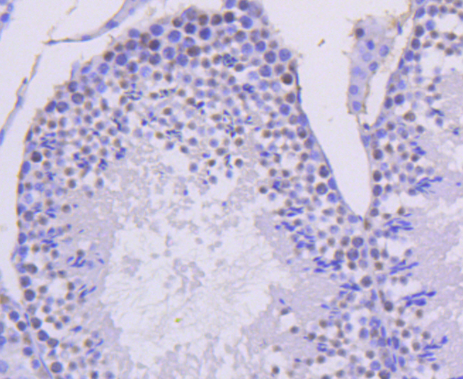 Cyclin H Rabbit mAb[49100]