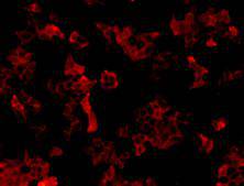 Neuropilin 1 Antibody[48067]