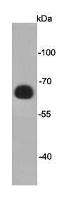 DYKDDDDK Tag(FLAG) Antibody[48