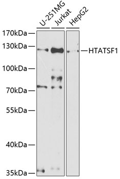 HTATSF1 Polyclonal Antibody[30