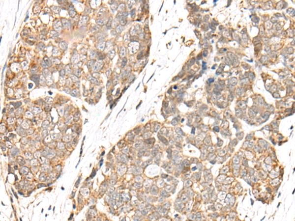COA7 Antibody[46530]