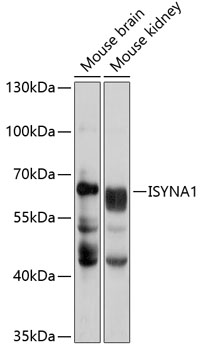 ISYNA1 Polyclonal Antibody[316