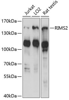 RIMS2 Polyclonal Antibody[2879