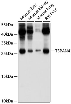TSPAN4 Polyclonal Antibody[273