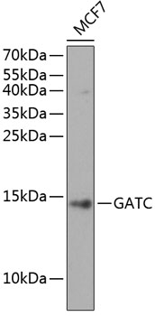 GATC Polyclonal Antibody[28449