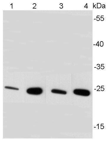 BDNF Antibody[48503]