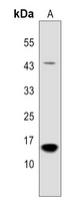 PP15 Antibody[47842]