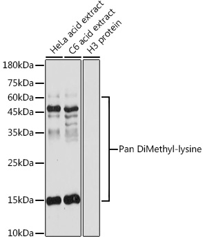 Pan DiMethyl-lysine pAb[30669]