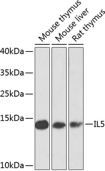 IL5 Polyclonal Antibody[31306]