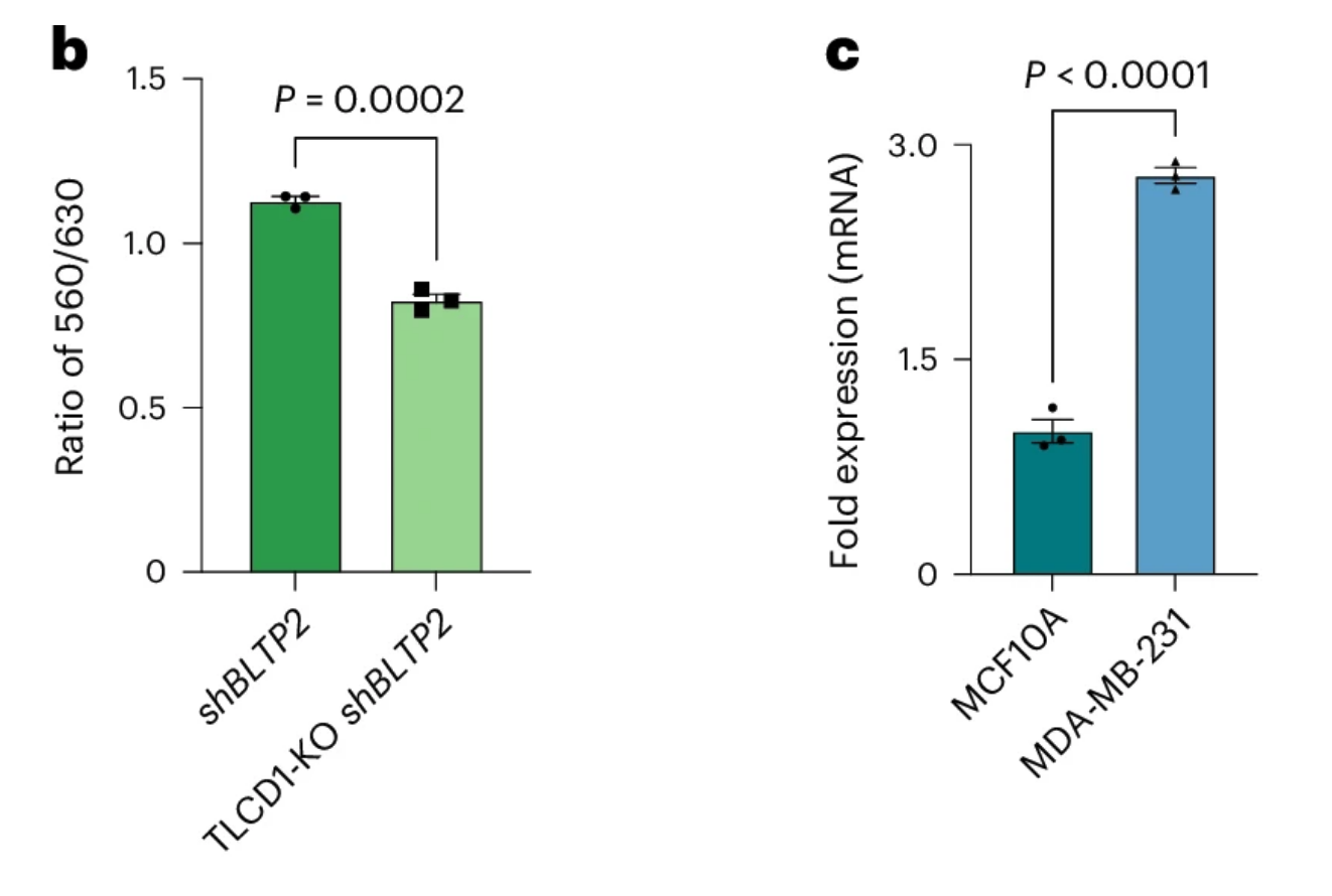 BMG LABTECH多功能酶标仪文献分享,美国德州大学联合台湾成功大学发表在Nature Cell Biology 上名为The Vps13-like protein BLTP2 regulates phosphatidylethanolamine levels to maintain plasma membrane fluidity and breast cancer aggressiveness
