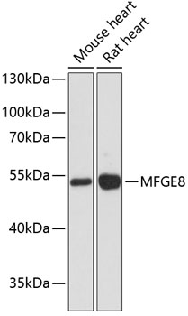 MFGE8 Polyclonal Antibody[2910
