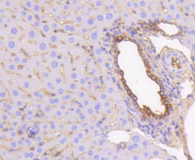 Cytokeratin 19 Rabbit mAb[4862