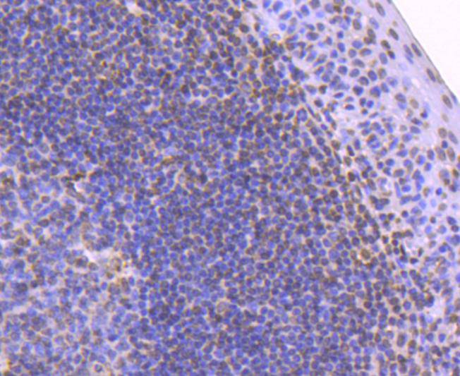 Histone H2B Rabbit mAb[49134]