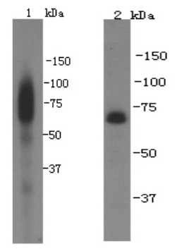 FAM55C Antibody[48098]