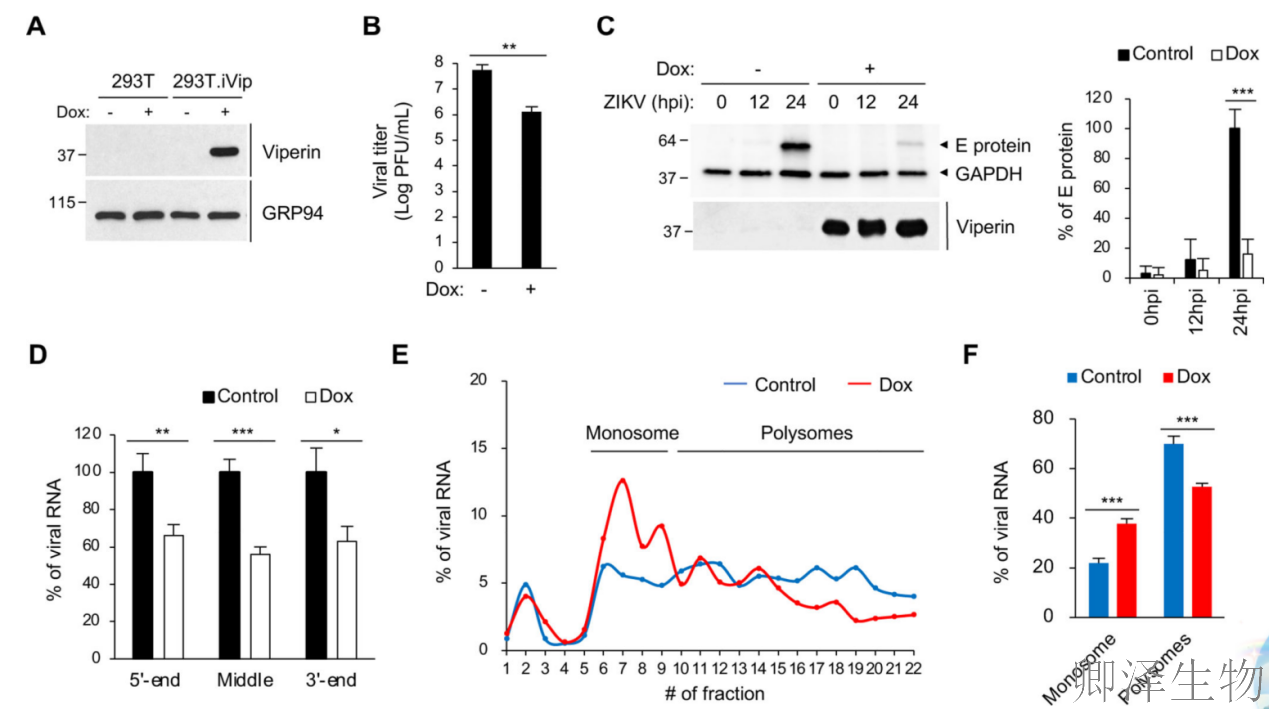 【核糖体碰撞-经典研究】 颠覆认知！免疫系统的“分子刹车”：抗病毒蛋白如何瘫痪病毒工厂