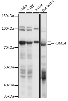 RBM14 Polyclonal Antibody[2792