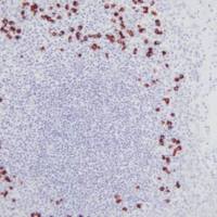 徕卡BOND Lambda 探针-PB0669