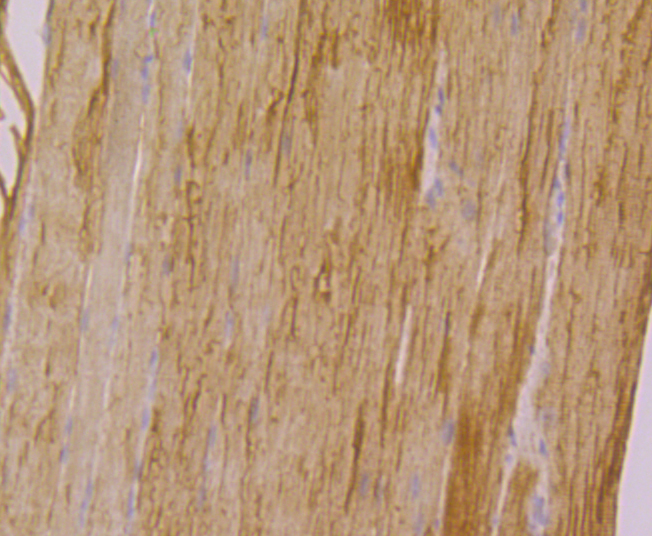 CACNG1 Antibody[48556]