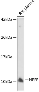 NPFF Polyclonal Antibody[30794