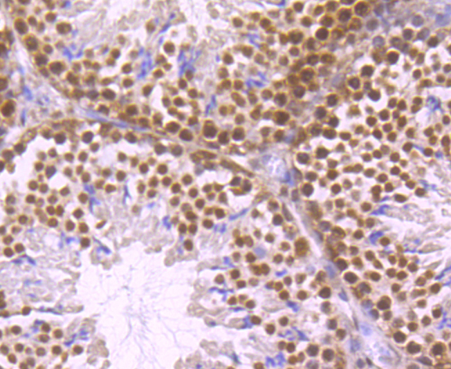 HuR  ELAVL1 Rabbit mAb[49671]