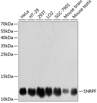 SNRPF Polyclonal Antibody[2763