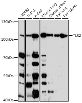 TLR2 Polyclonal Antibody[29071