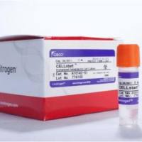 CELLstart™ 底物，A101420