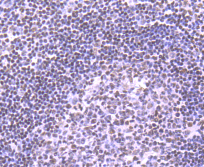 NRF1 Rabbit mAb[49676]